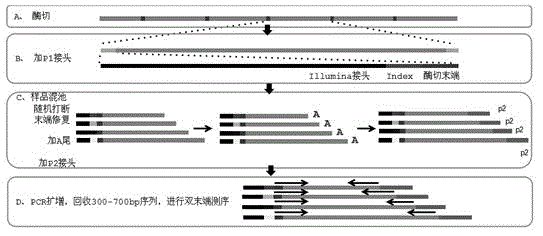 Method for developing endangered rhododendron molle SSR primer on basis of RAD-seq