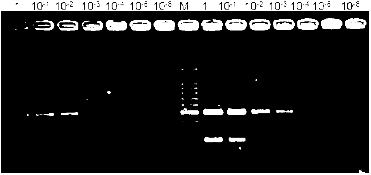 Multiple PCR (polymerase chain reaction) method for identifying salmonella enteritidis, salmonella typhimurium, salmonella pullorum and salmonella gallinarum