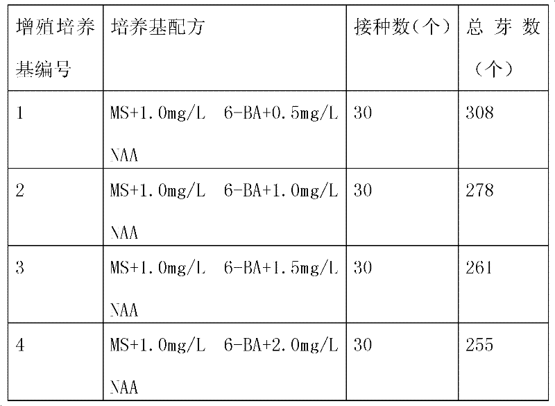 Tissue culture rapid propagation method of ornamental lily