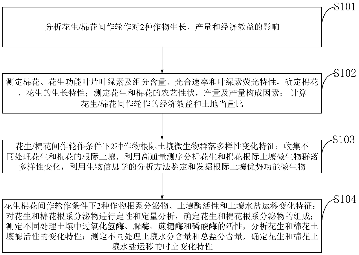 Peanut/cotton equal-width intercropping alternate rotation planting method in saline-alkali land