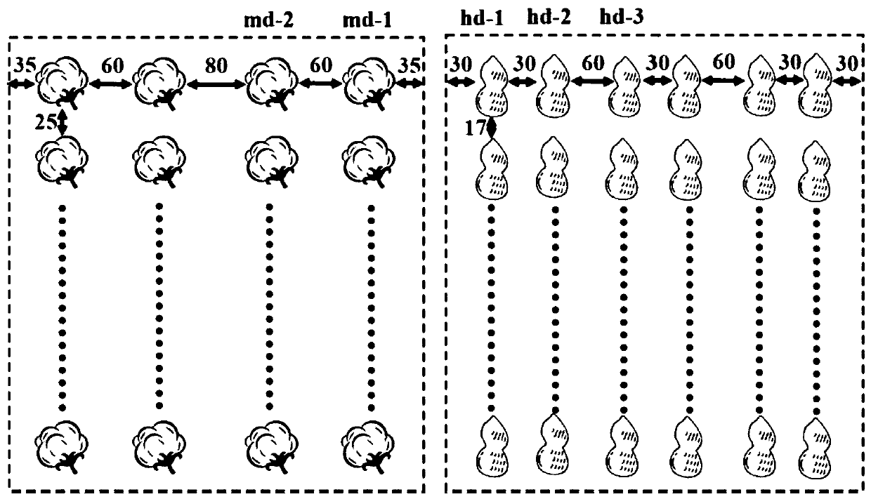 Peanut/cotton equal-width intercropping alternate rotation planting method in saline-alkali land