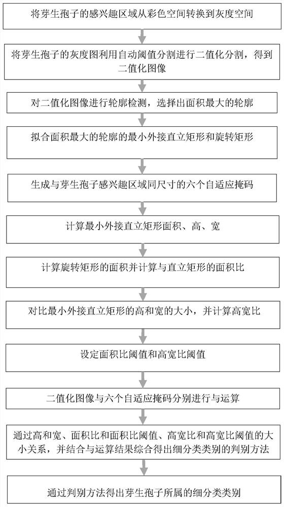 Detection and identification method for automatically refining and labeling categories of spores