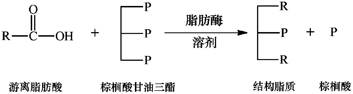 Enzymatic acidolysis-based method for synthesizing structured lipids from palmitic acid triglycerides