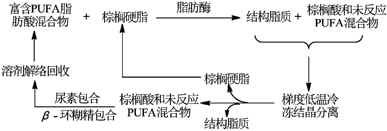 Enzymatic acidolysis-based method for synthesizing structured lipids from palmitic acid triglycerides