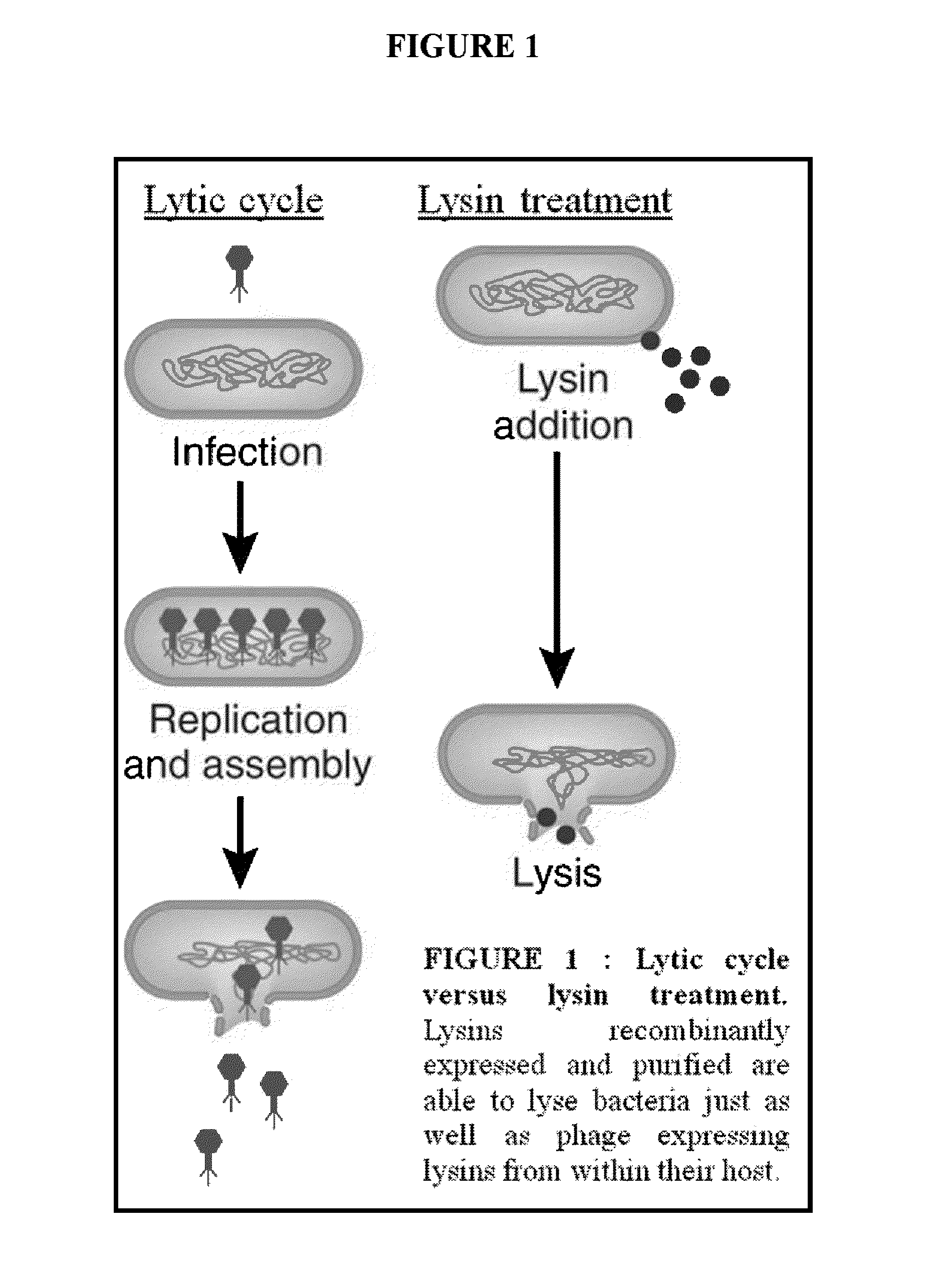 Streptococcus bacteriophage lysins for detection and treatment of gram positive bacteria