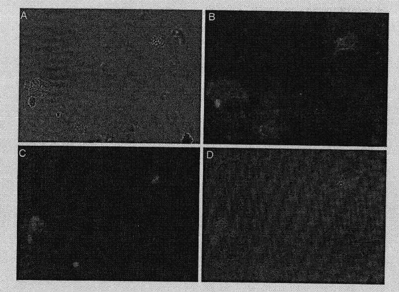 Application of puer tea for eliminating formaldehyde biological damage