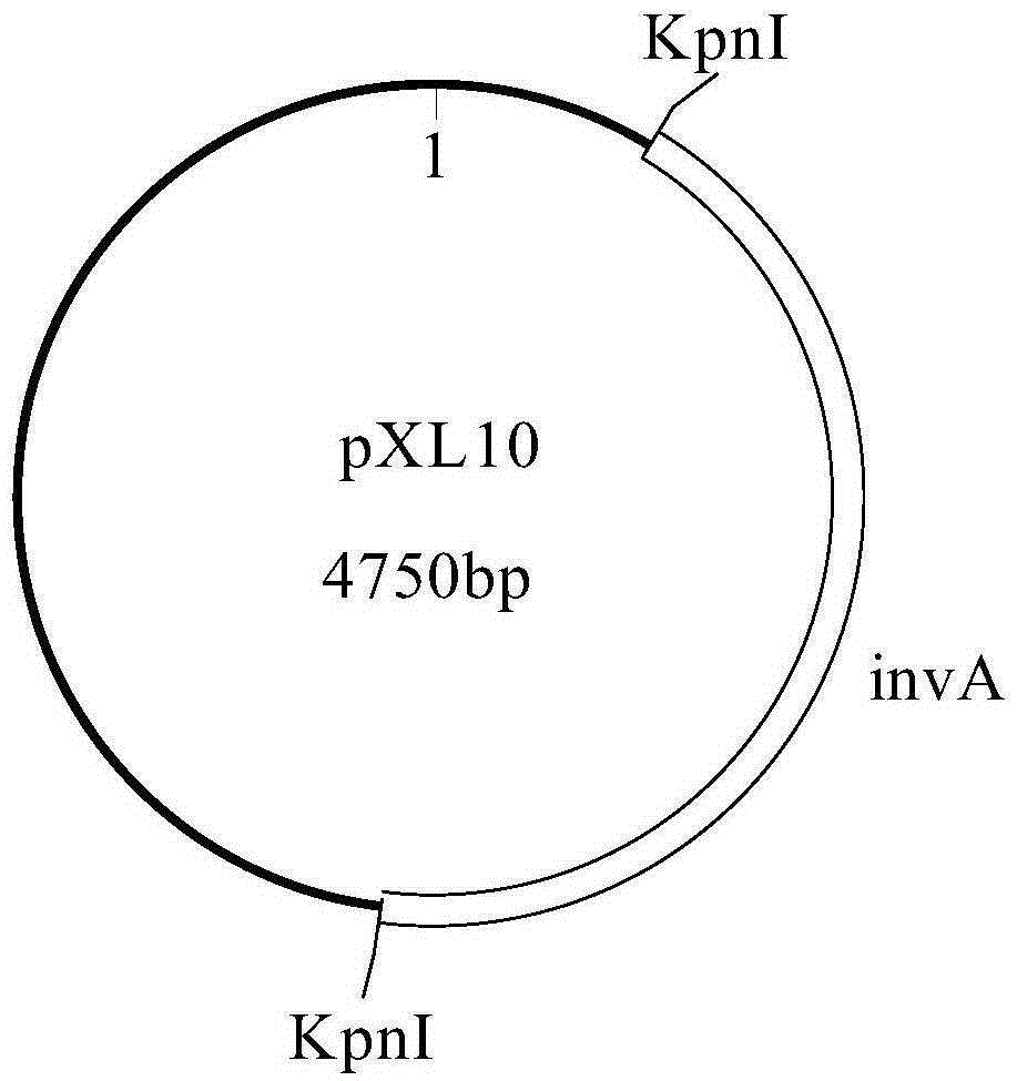 Polynucleotide, method and kit for detecting salmonella bacteria