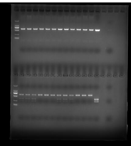 Marking method of CAPS related to cucumber sterility gen gene and application