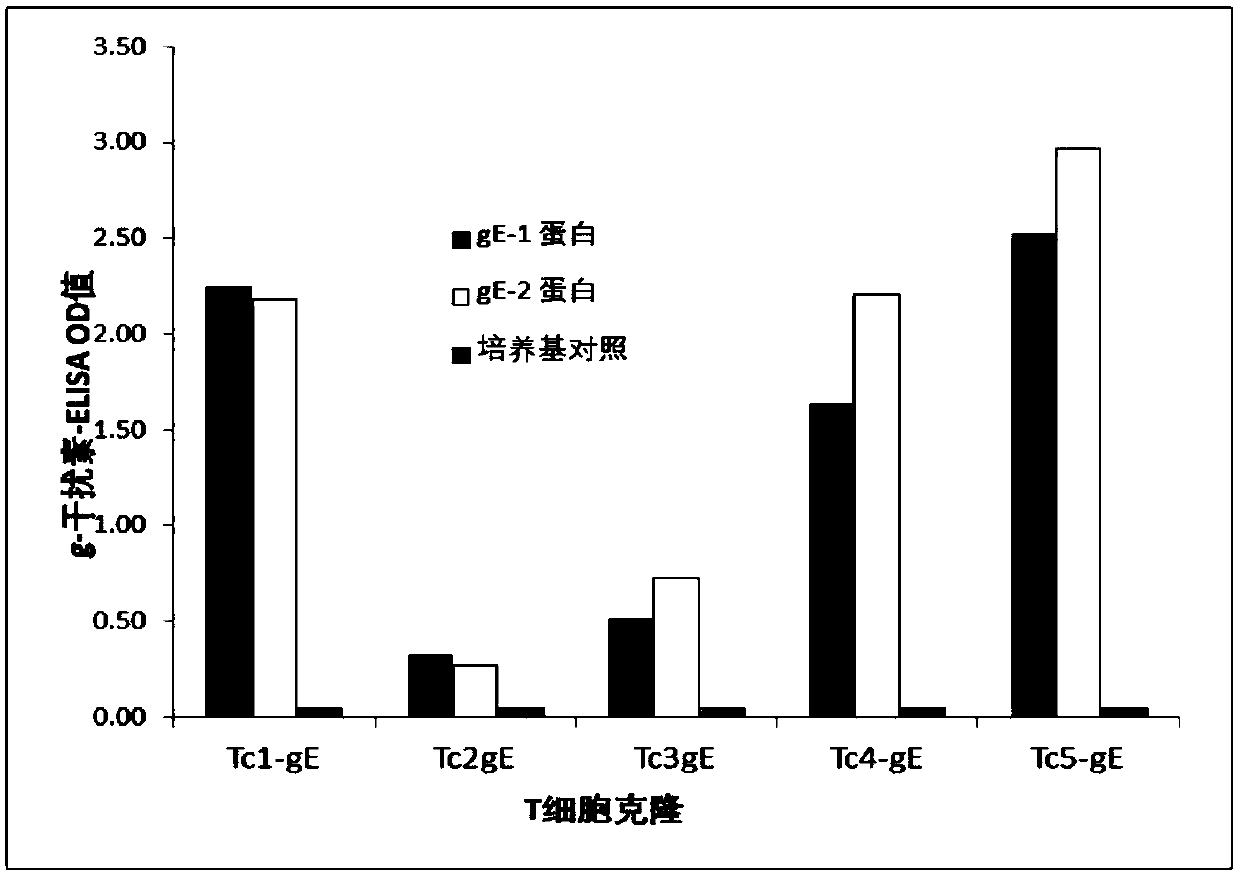 Herpes zoster virus vaccine, and preparation method and applications thereof