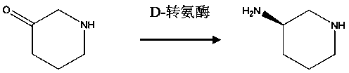 Biological preparation method for R-3-aminopiperidine