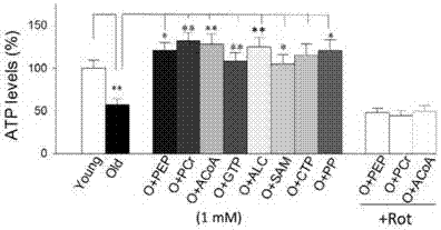 High-energy substances for preventing and treating senile neurodegenerative diseases and their medical applications