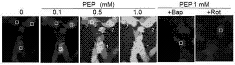 High-energy substances for preventing and treating senile neurodegenerative diseases and their medical applications