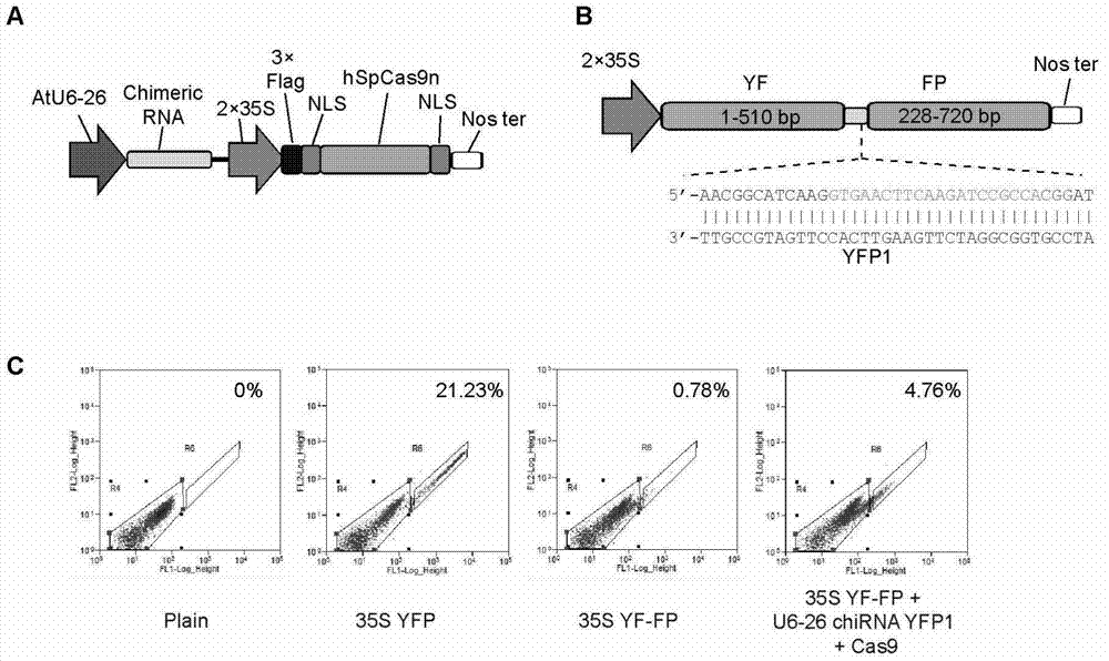 Site-specific modification method for plant genome