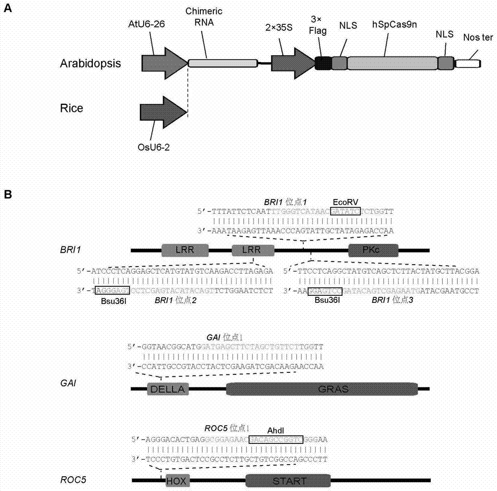 Site-specific modification method for plant genome