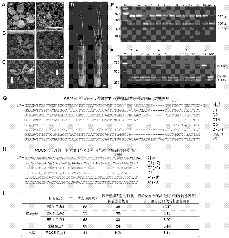 Site-specific modification method for plant genome