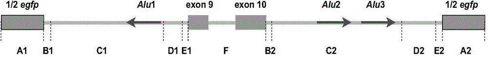 Construction and application of novel RNA cyclization expression vector