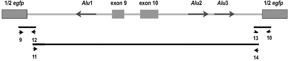 Construction and application of novel RNA cyclization expression vector