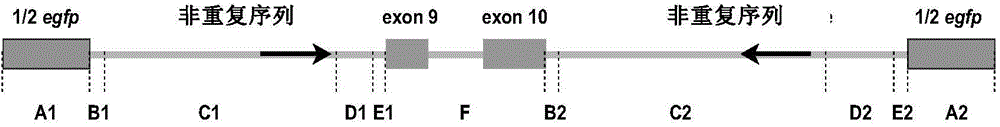 Construction and application of novel RNA cyclization expression vector