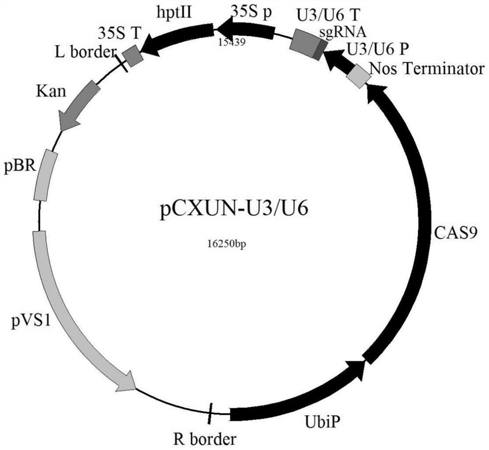 Methods, kits, mutant genotypes for earlier rice flowering time