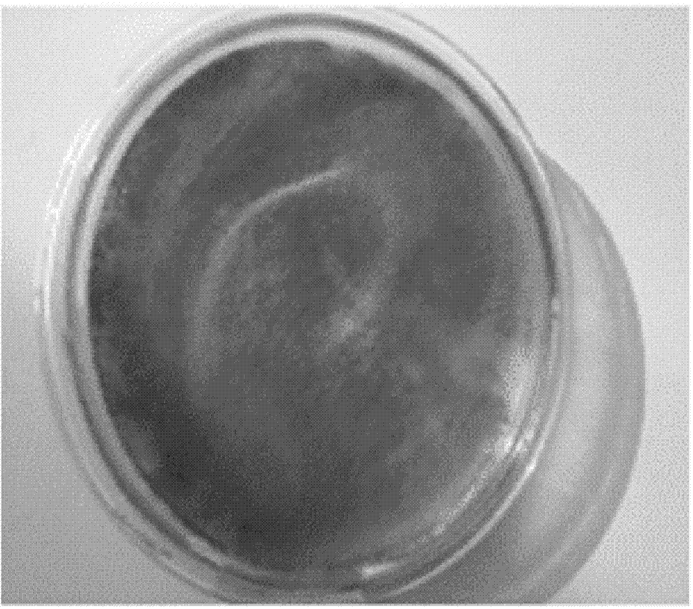 Method for preparing cellulase through trichoderma viride high-efficiency fermentation