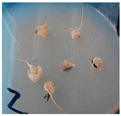 Establishment method of achnatherum inebrians mature embryo callus induction and regeneration system