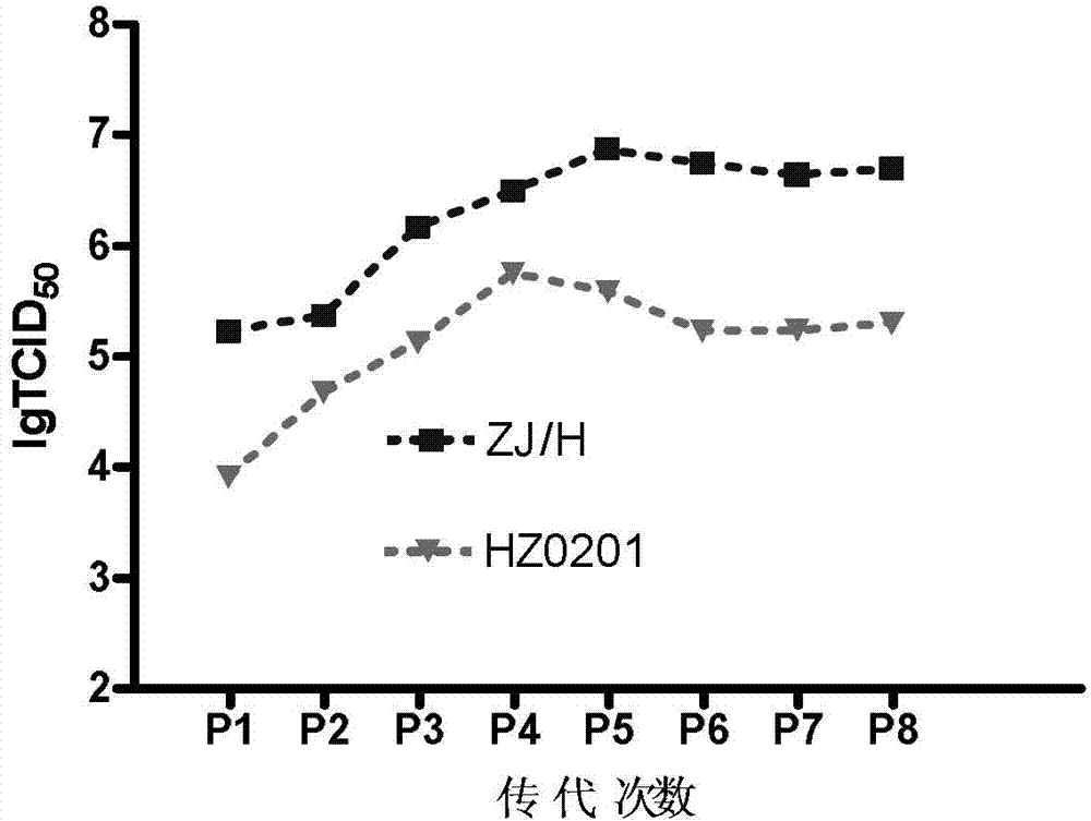 High-prolificacy porcine circovirus type-2 strain and application thereof