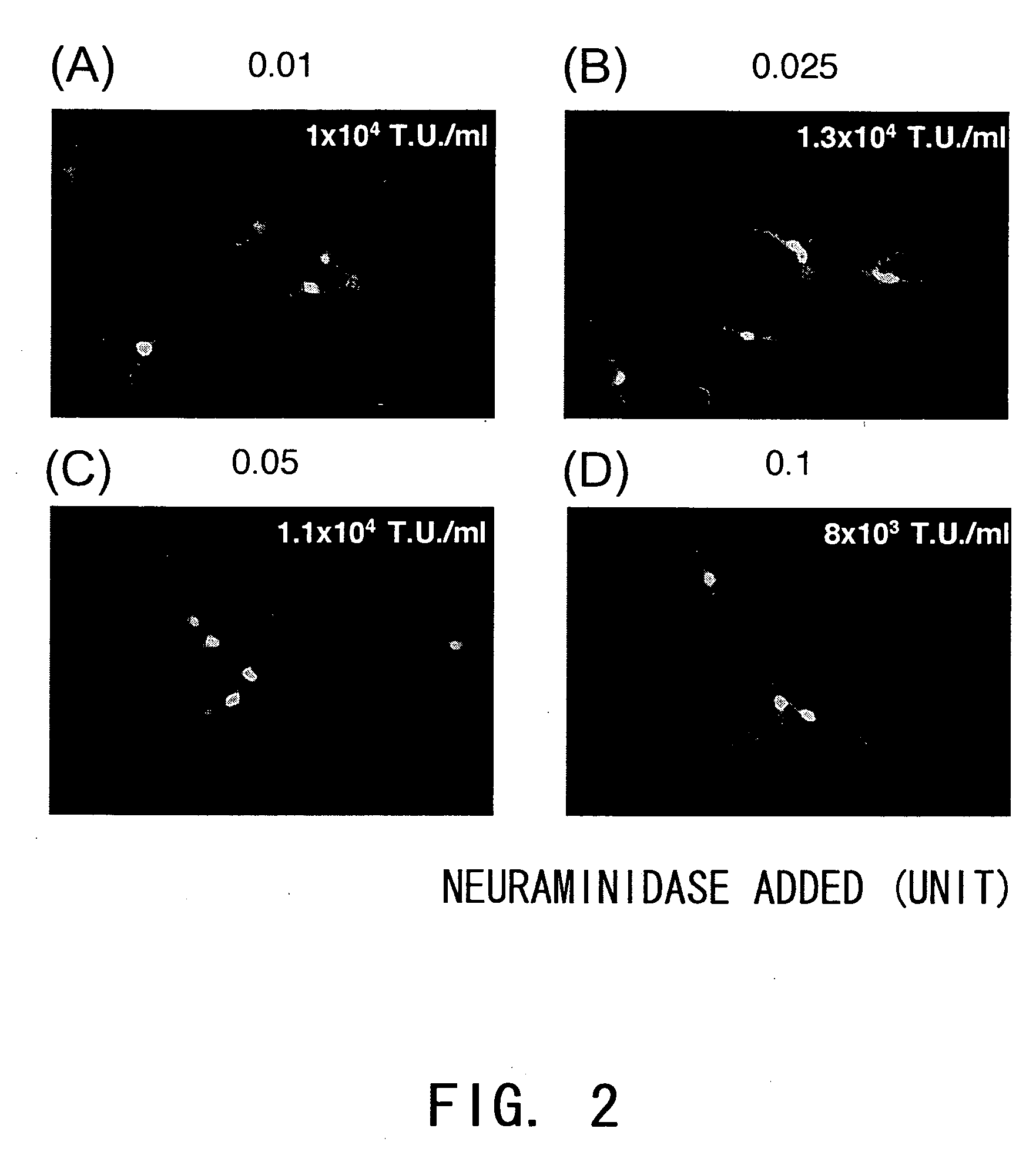 Process for producing virus vector containing membrane protein having sialic acid-binding in envelope with the use of gram-positive bacterium origin nueraminidase