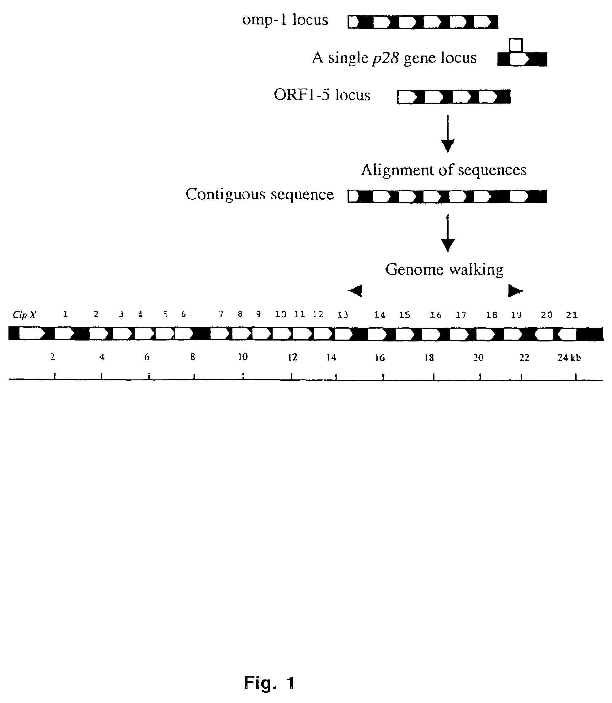 Ehrlichia chaffeensis 28 kDa outer membrane protein multigene family