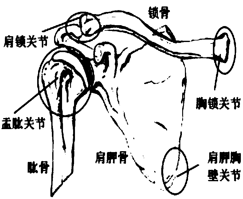 Measuring method of coupling relation of human body upper limb shoulder glenohumeral joint rotation center and upper arm lifting angle