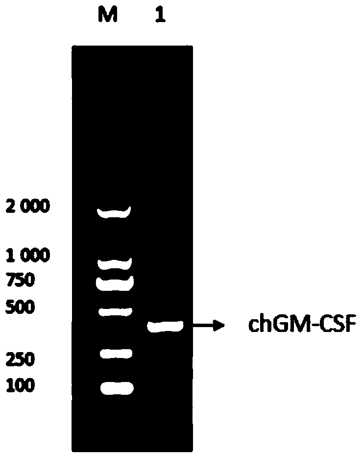 Newcastle disease virus strain and application thereof in preparation of Newcastle disease vaccine