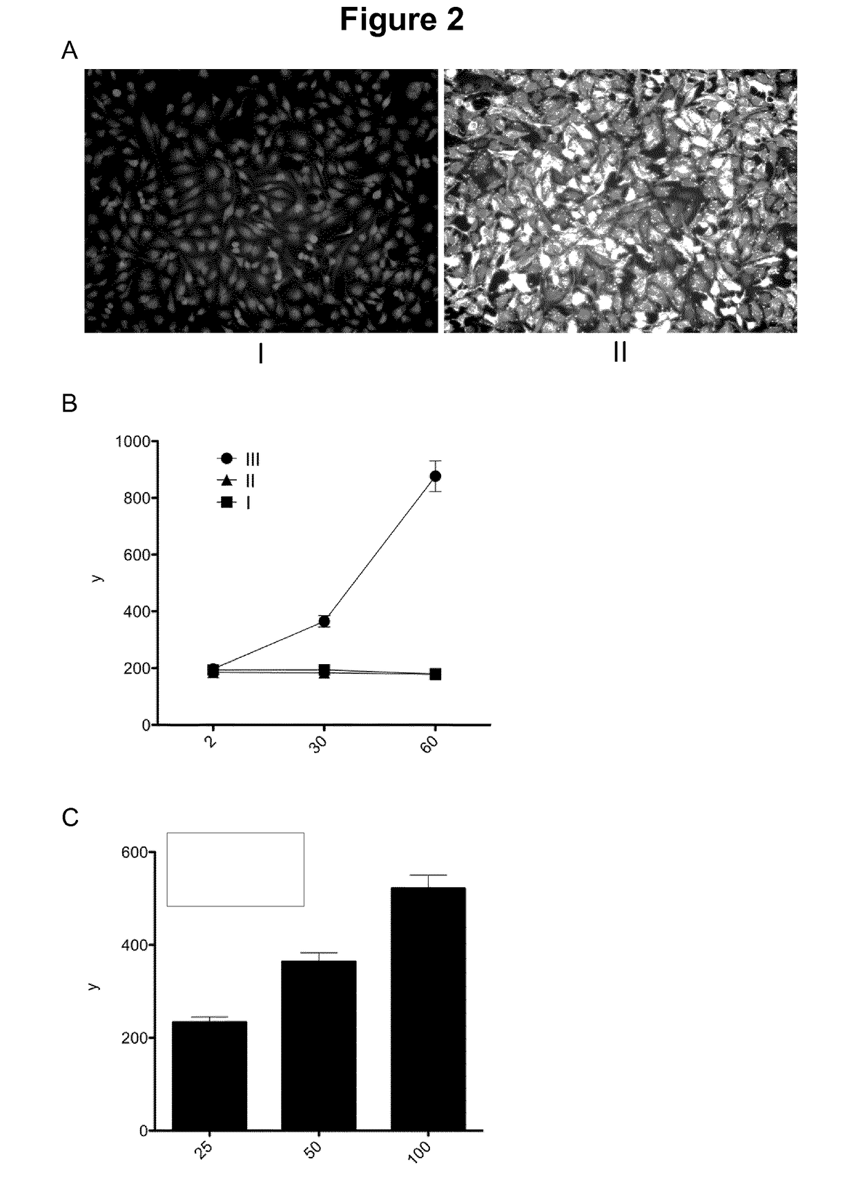 Virulence Attenuated Bacteria For Treatment Of Malignant Solid Tumors