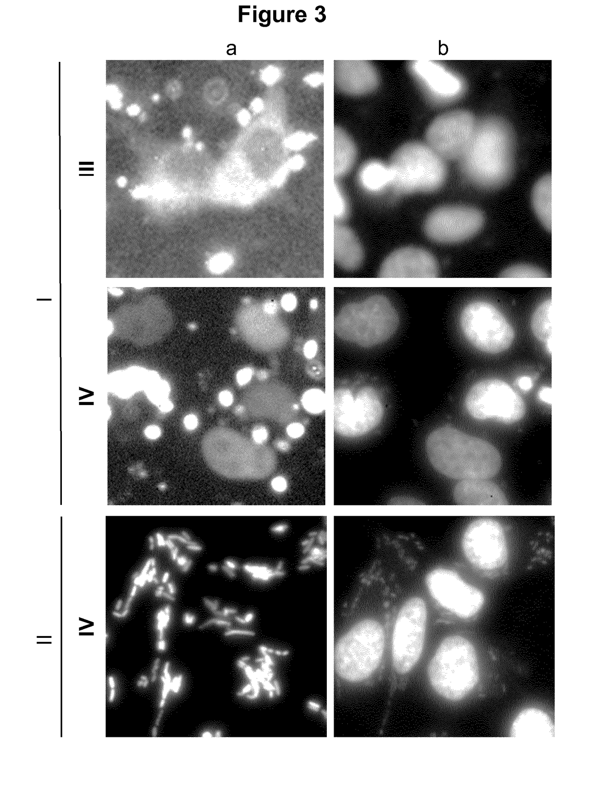 Virulence Attenuated Bacteria For Treatment Of Malignant Solid Tumors