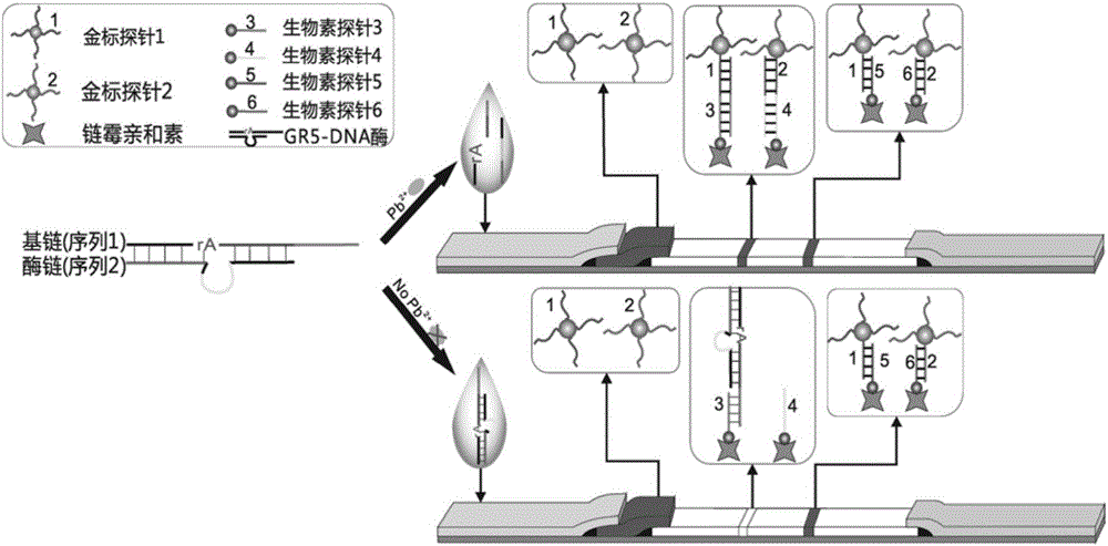 Lead ion visual detection method