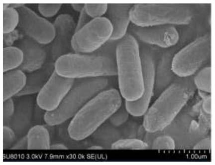 Brachymonas sp. LM-R separated from spray paint wastewater bottom mud and application of brachymonas sp. LM-R