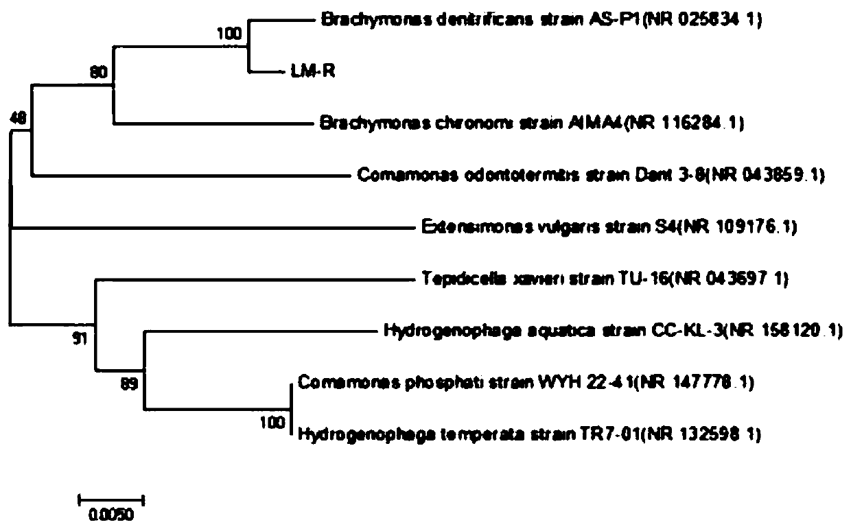 Brachymonas sp. LM-R separated from spray paint wastewater bottom mud and application of brachymonas sp. LM-R