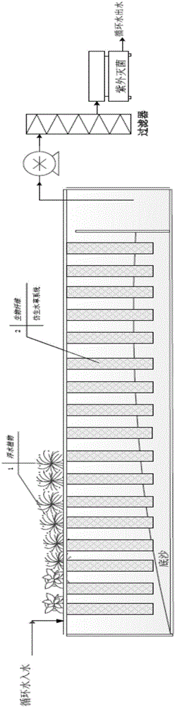 Ecological restoration method for penaeus vannamei boone aquaculture water body