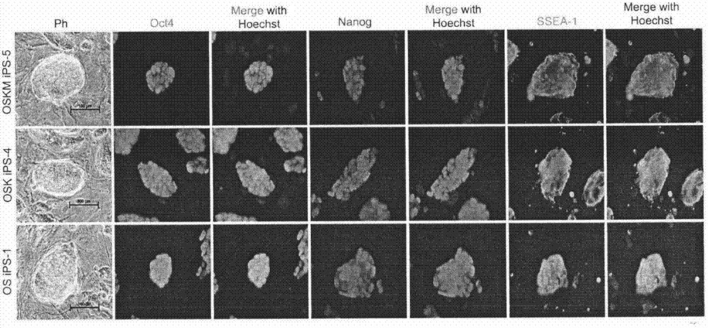 Method for converting ovarian granular cells into multipotential stem cells