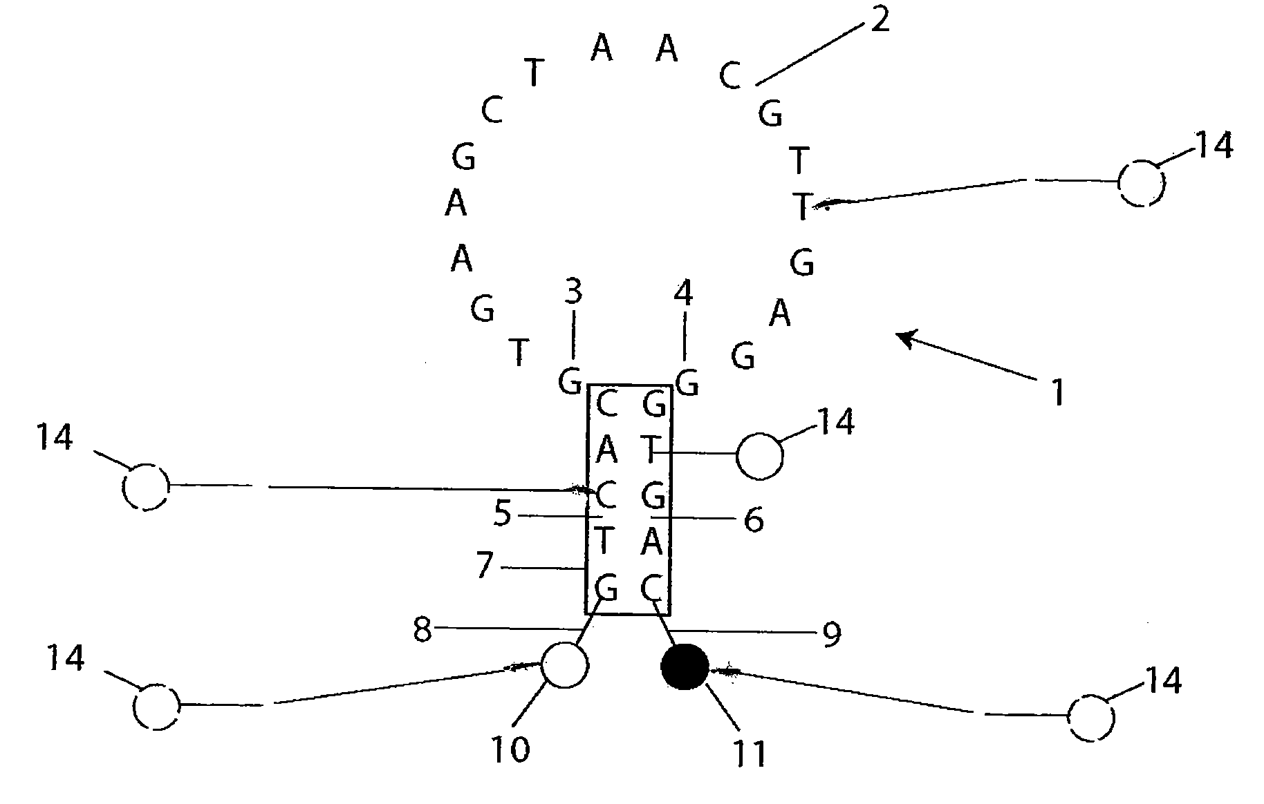 Quantitative molecular probes