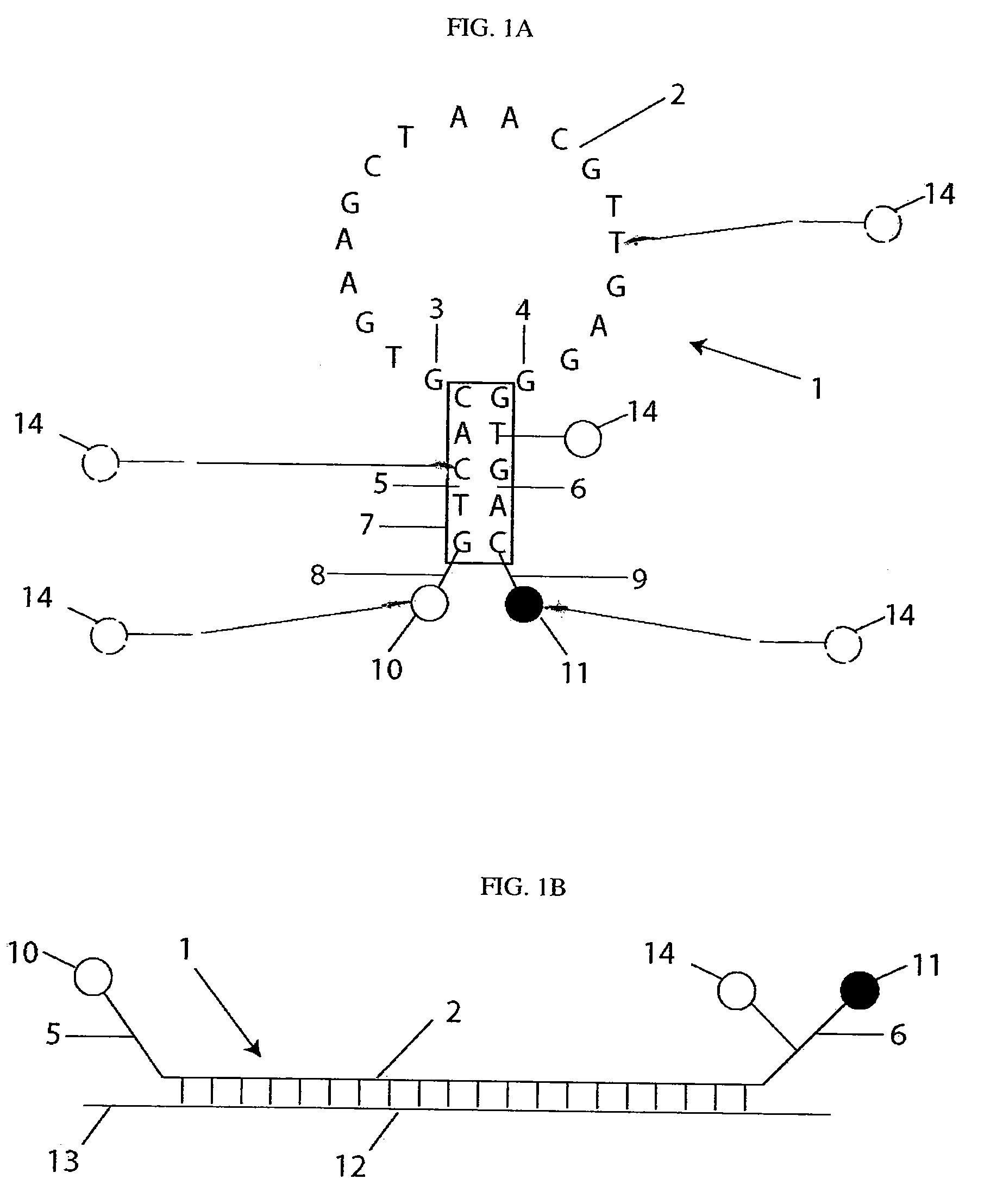 Quantitative molecular probes