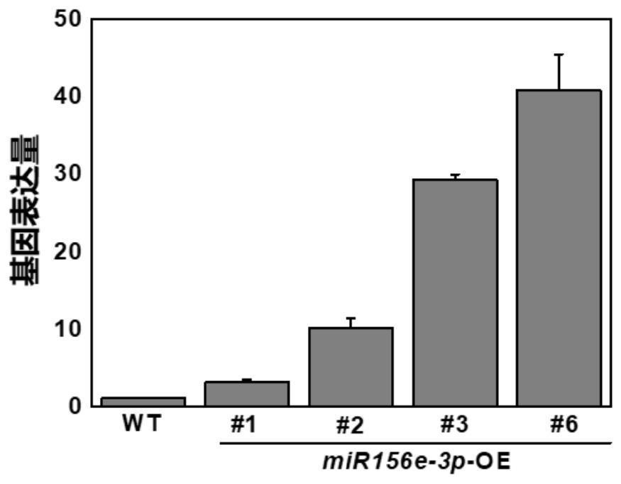 Application of tomato mir156e-3p gene in improving tomato low temperature resistance and plant overexpression vector