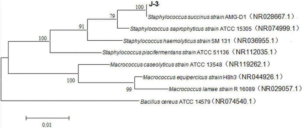 Method for preventing opencast coal mine dust from dispersing by utilizing microorganisms and salt groundwater