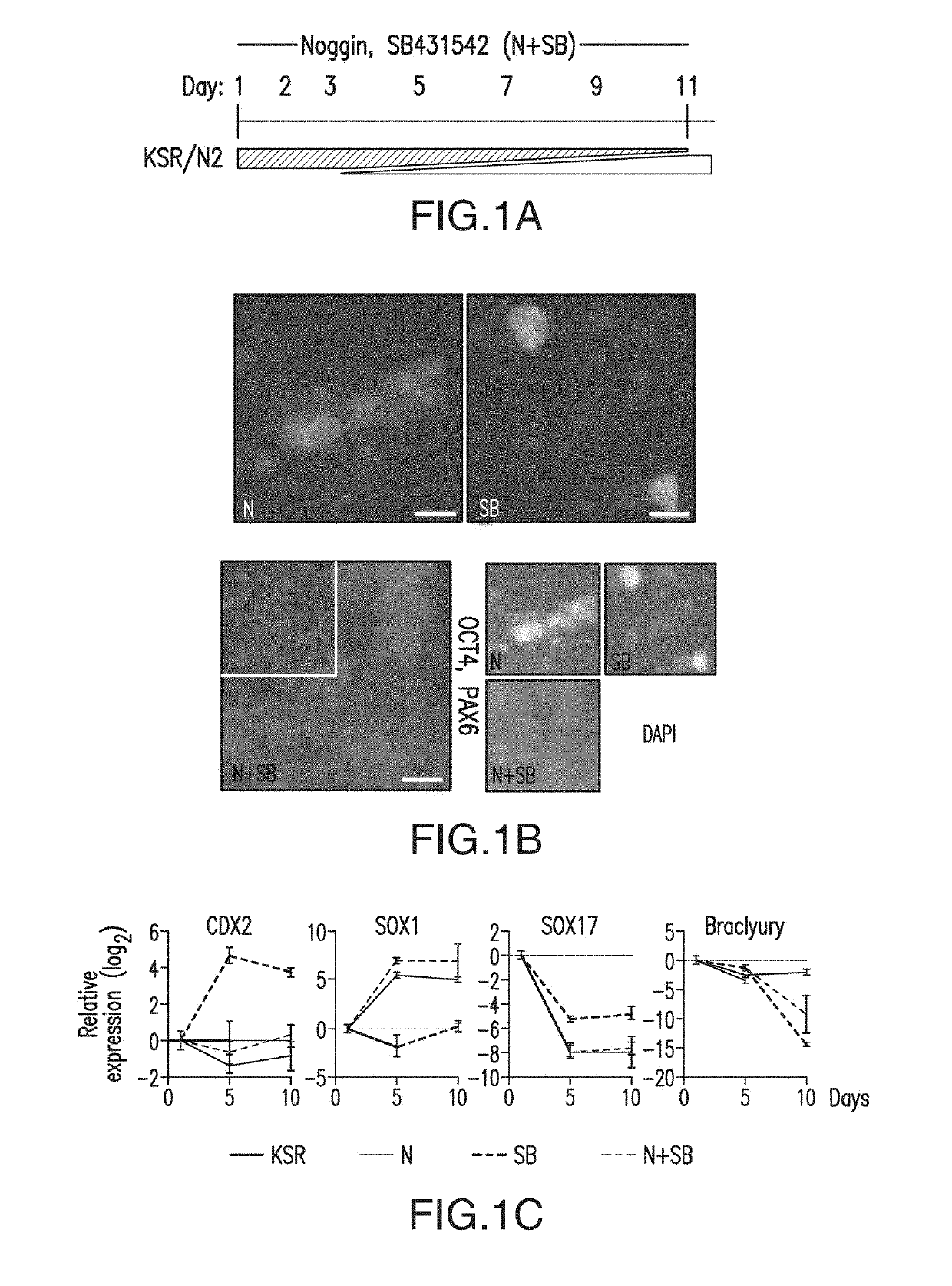 Specification of functional cranial placode derivatives from human pluripotent stem cells