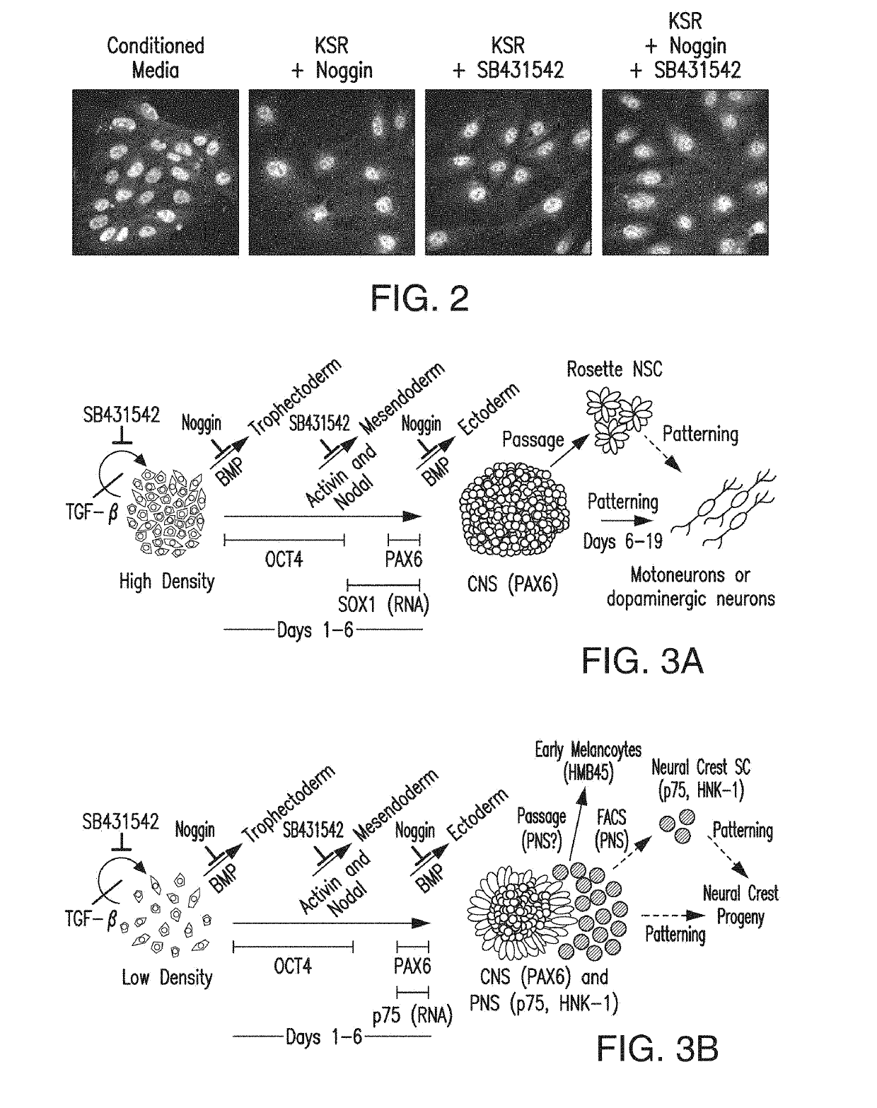 Specification of functional cranial placode derivatives from human pluripotent stem cells