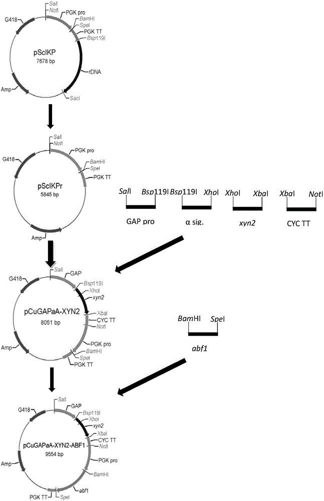 Gene recombined candida utilis capable of degrading and utilizing hemicellulose and applications of gene recombined candida utilis