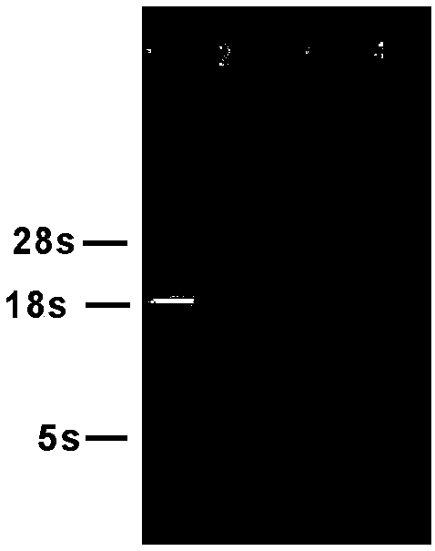 Method for detecting transcription level of Macaca mulatta gene ABCG2 through RT-qPCR