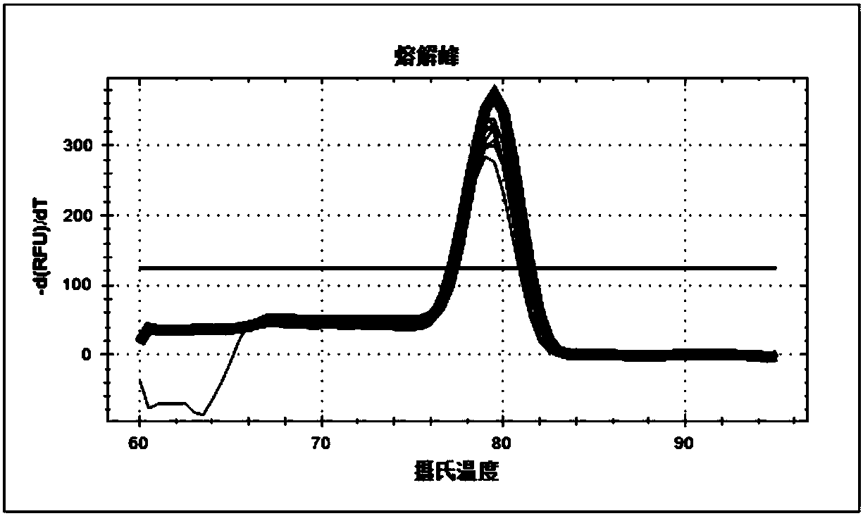 Method for detecting transcription level of Macaca mulatta gene ABCG2 through RT-qPCR