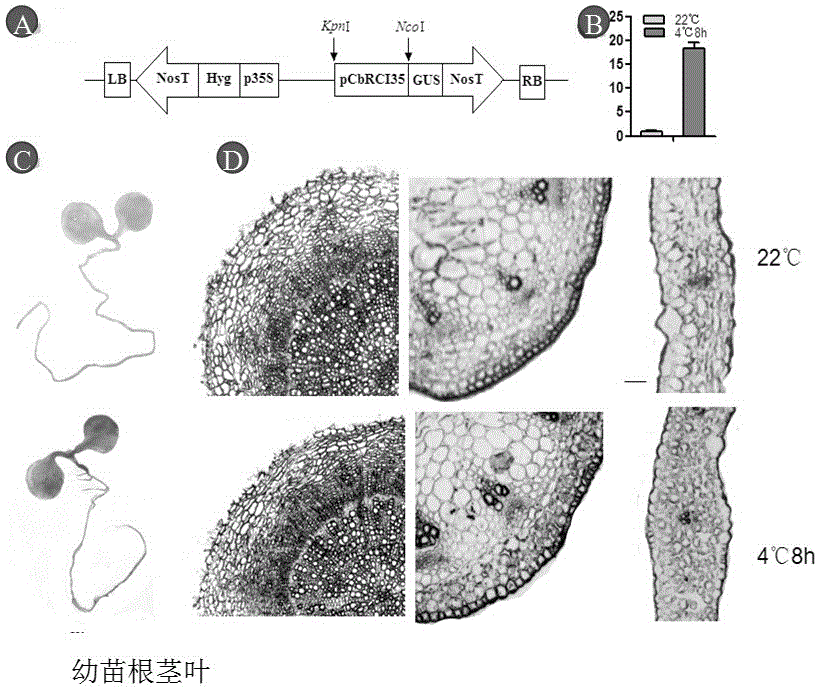 Shepherd's purse peroxidase gene promoter and application thereof in improving plant cold tolerance