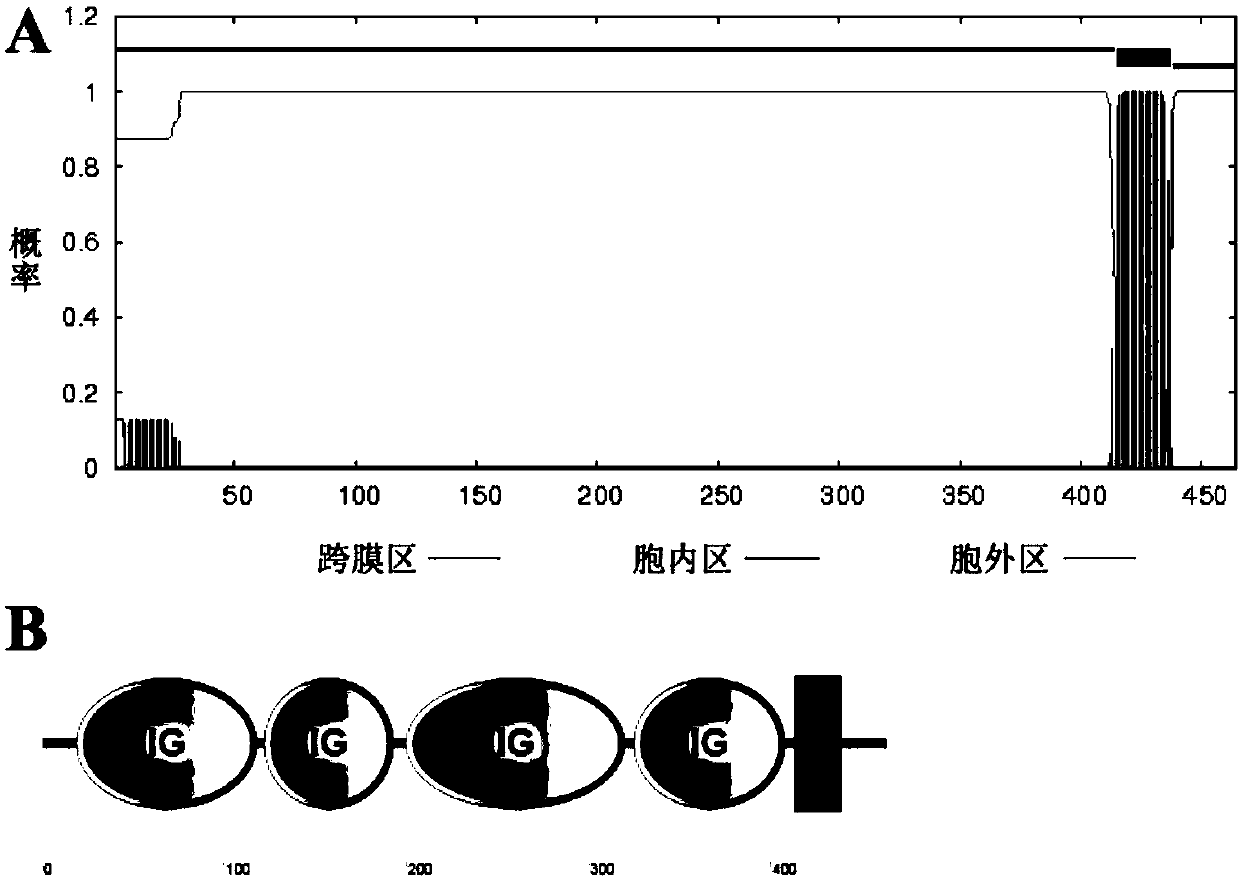 Monoclonal antibody for paralichthys olivaceus resistant T cell surface marker molecule CD4-1 as well as preparation method and application thereof