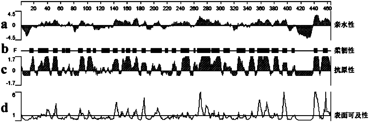 Monoclonal antibody for paralichthys olivaceus resistant T cell surface marker molecule CD4-1 as well as preparation method and application thereof