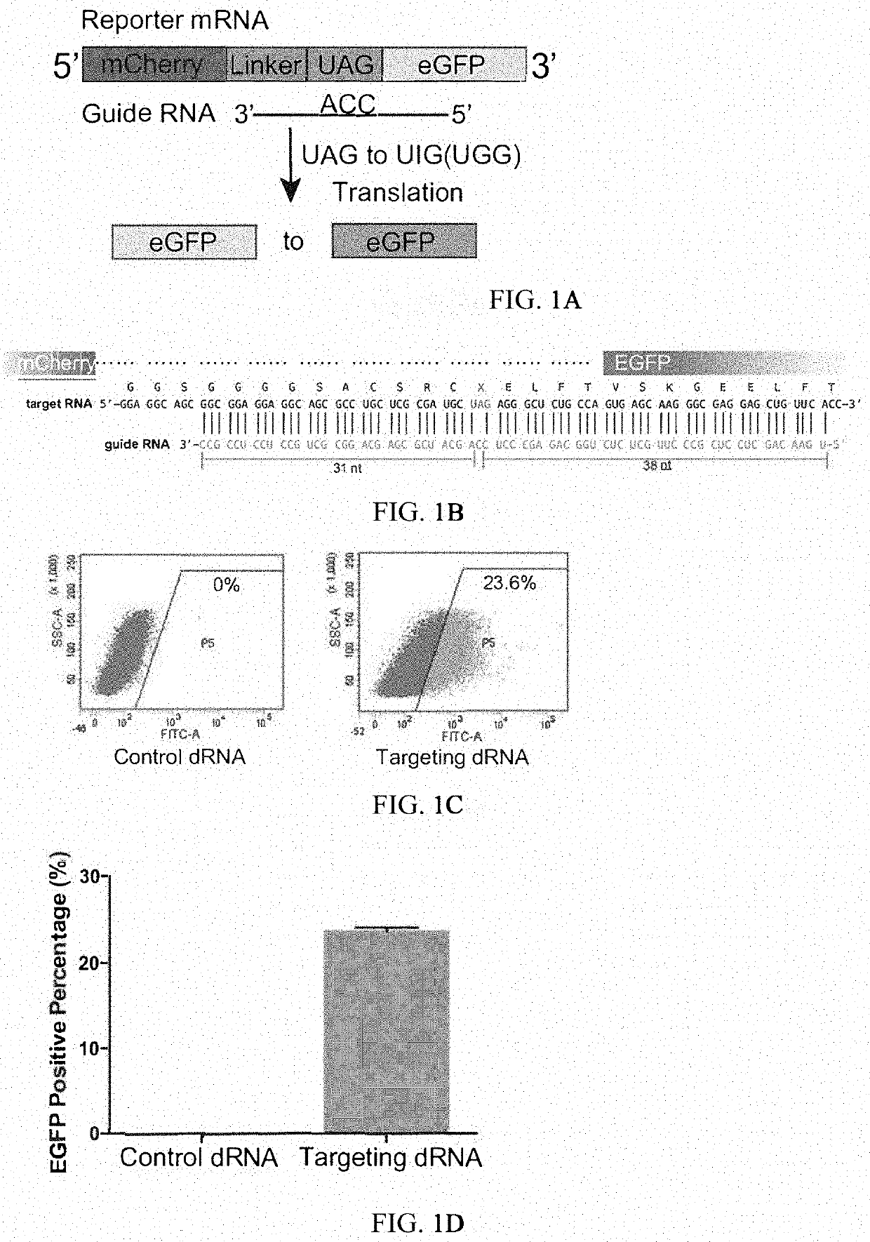 Methods and compositions for editing rnas